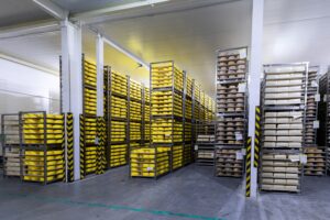 shelves with cheese at a cheese warehouse